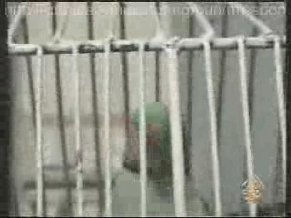 Un perroquet qui recite le coran (al jazeera)