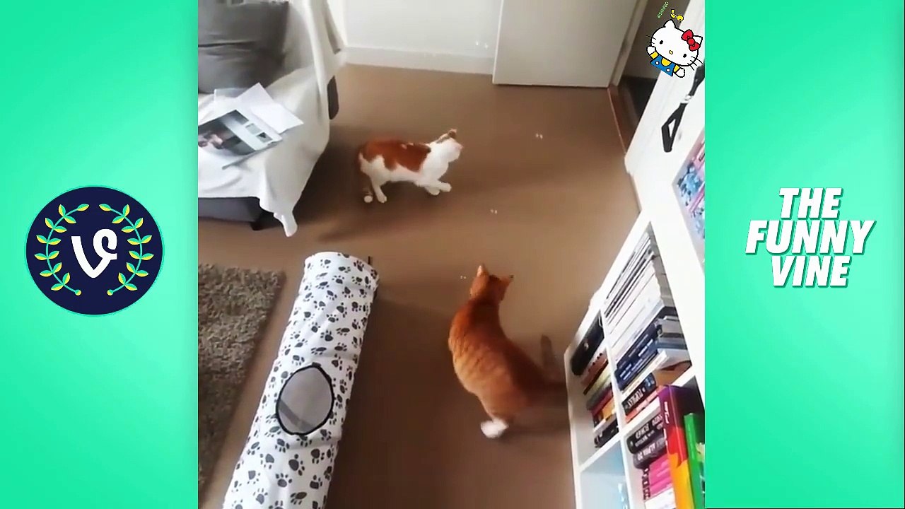 Funny Cats Compilation 2016  - Best Funny Cat Videos Ever || Funny Vines