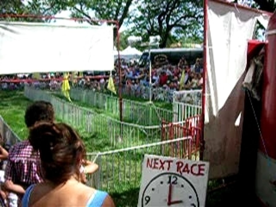 la course aux cochons