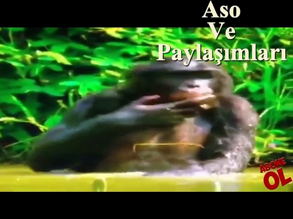 Kürtçe Dublaj Abdest alan maymun.Aso ve Paylaşımları