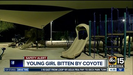 Young girl bitten by coyote at Scottsdale park taken to the hospital