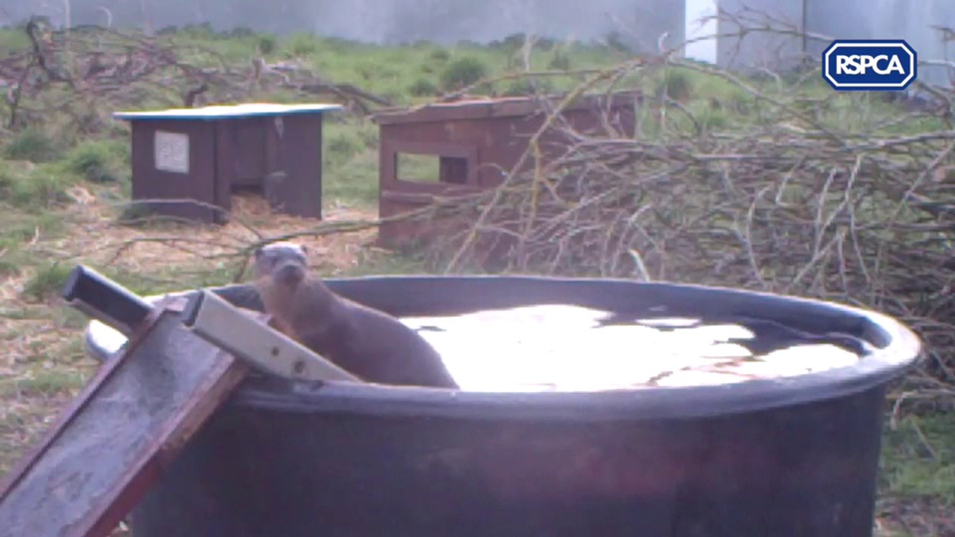 ⁣Somerset Live_World Otter Day RSPCA release video of otters at its West Hatch animal centre in Somer