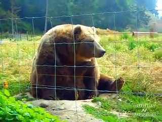 Friendly Bear Waving at Camera