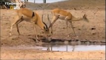 Wild Animal CROCODILE A FIERCE ATTACK deer Safari2 NEW@croos South Africa Lion vs Giraffe _ Wild Attack Animals_Man VS Donkey Best Wild Animal Lions