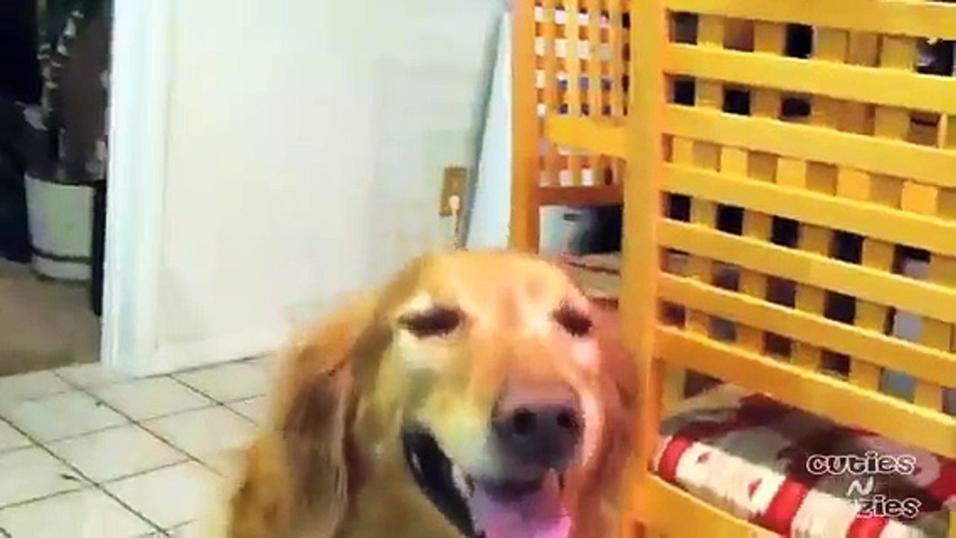 ⁣Smiling Dog - Golden retriever grinning