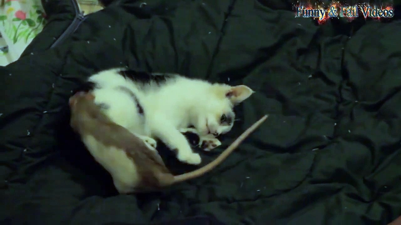 Funny Cats And Rats Cats Vs Rats a Video Dailymotion