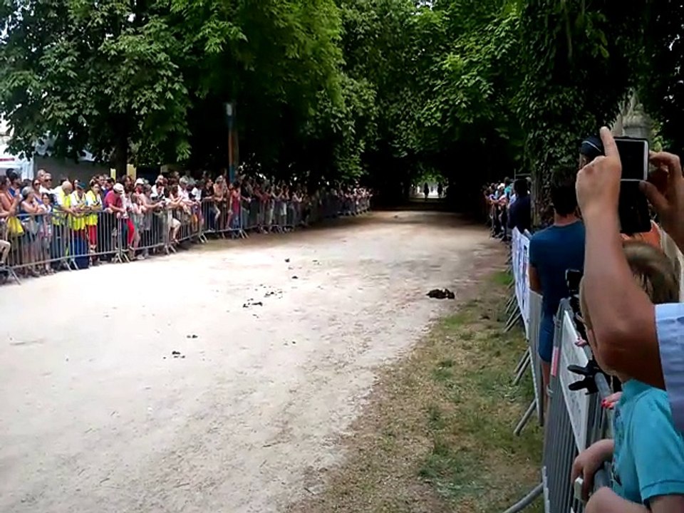 Fêtes de la Bague à Semur-en-Auxois : les chevaux de traits arrivent