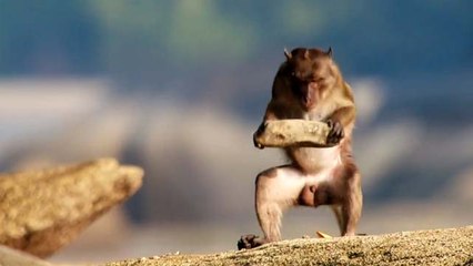 Makak Maymunlarının Gelgit Ziyafeti