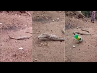 Cobra Swallows Bottle in Goa