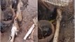 Video shows cobra swallowing  pipe in Sirsi, Uttara Kannada