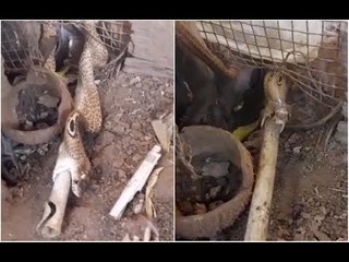 Download Video: Video shows cobra swallowing  pipe in Sirsi, Uttara Kannada