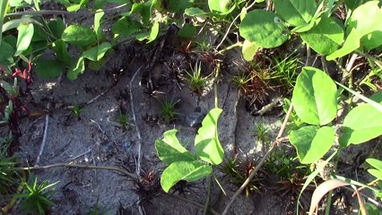 Download Video: Rescued Loggerhead Sea Turtle Hatchlings Being Released in Naples