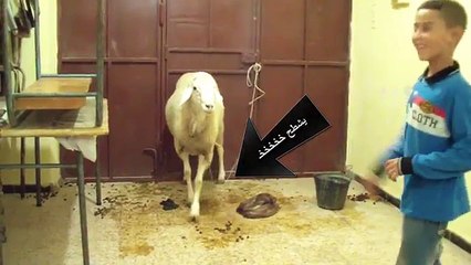 Algerian child dancing with the sheep