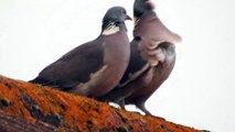 A Pigeons mating ritual