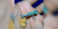 La naissance d'un caméléon bleu : juste magnifique