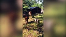 Ce bébé chien joue les chiens de berger pour la première fois