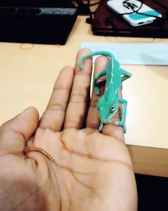 Chameleon Eats for the First Time