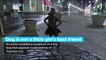 This dog peeing on 'Fearless Girl' is pissing people off