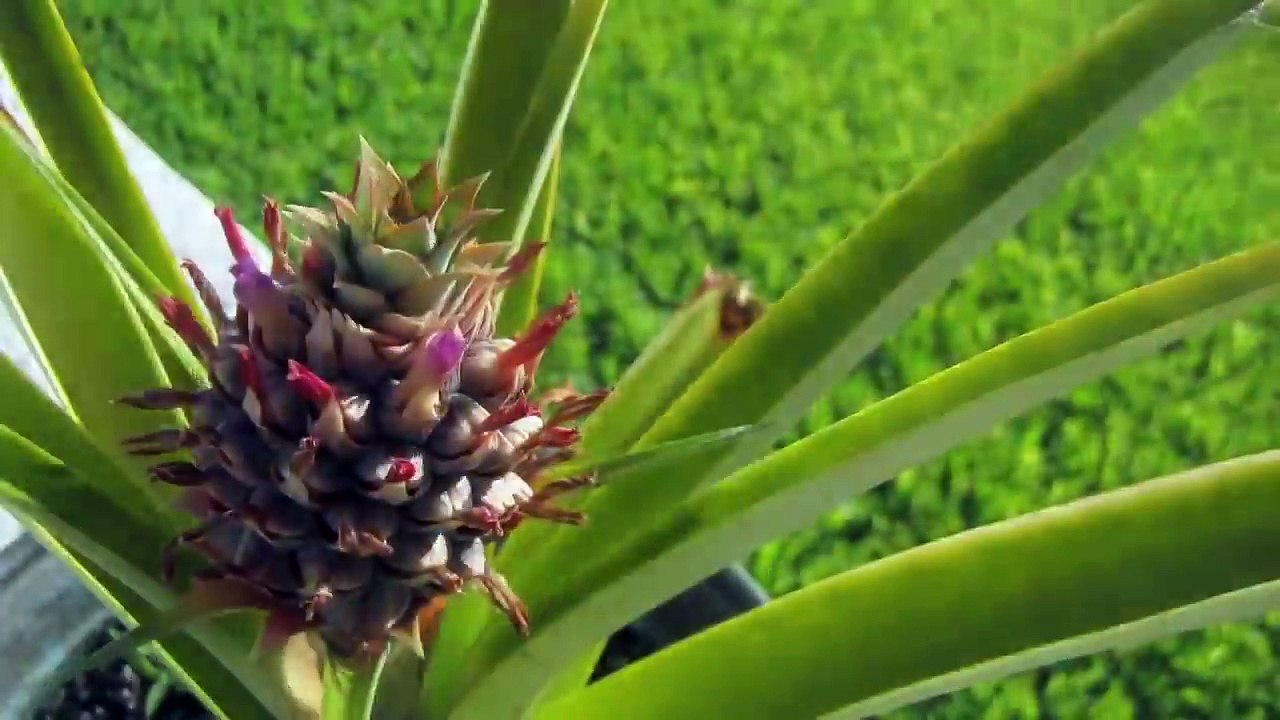 2 ans de pousse d'un ananas en Time Lapse !