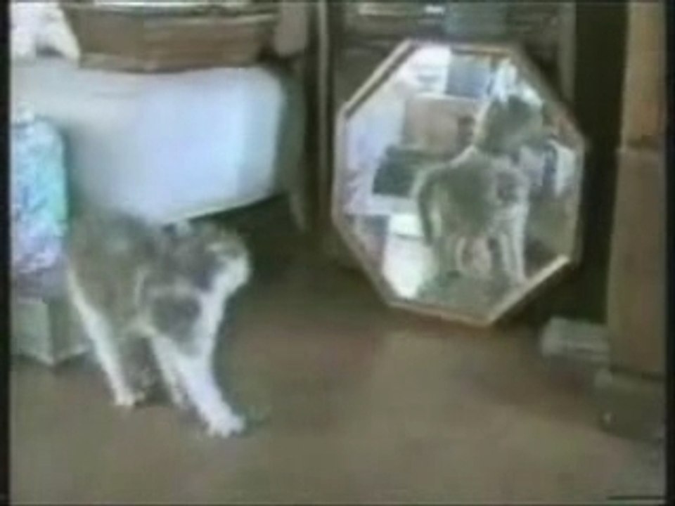 Drole de Chats(01)