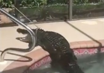 En Floride, une famille découvre un alligator dans sa piscine