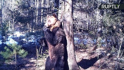 Groovy Wild Bear Gets Down and Dirty with Tree
