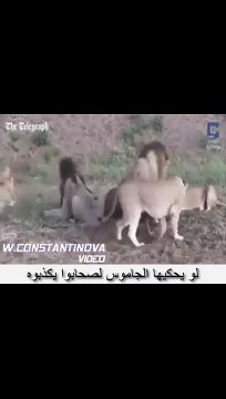 tu te bas tu perdre ton repas