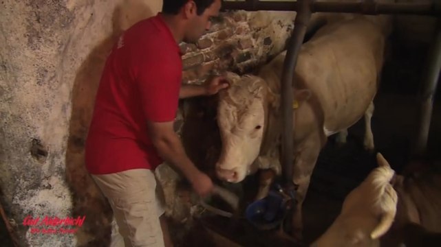 Tüm Hayatını Zincirli Bir Şekilde Küçük Bir Odada Geçiren Boğa Özgürlüğüne Kavuşunca..