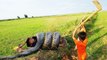 Amazing Two Brothers Catch Three Snakes by Digging Hole   How To Catch Snake by Cowboys