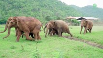 Un troupeau d'éléphants court pour voir le nouveau pensionnaire (Thaïlande)