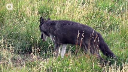 Wolf Pack vs 2 coyotes