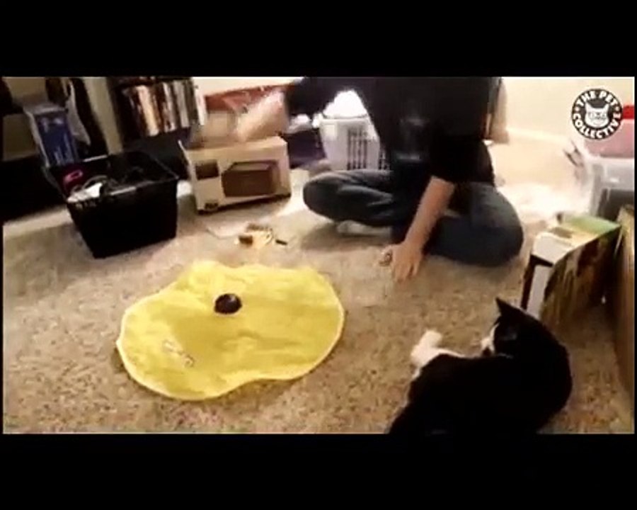 Pets vs Technology (Funny Pet)