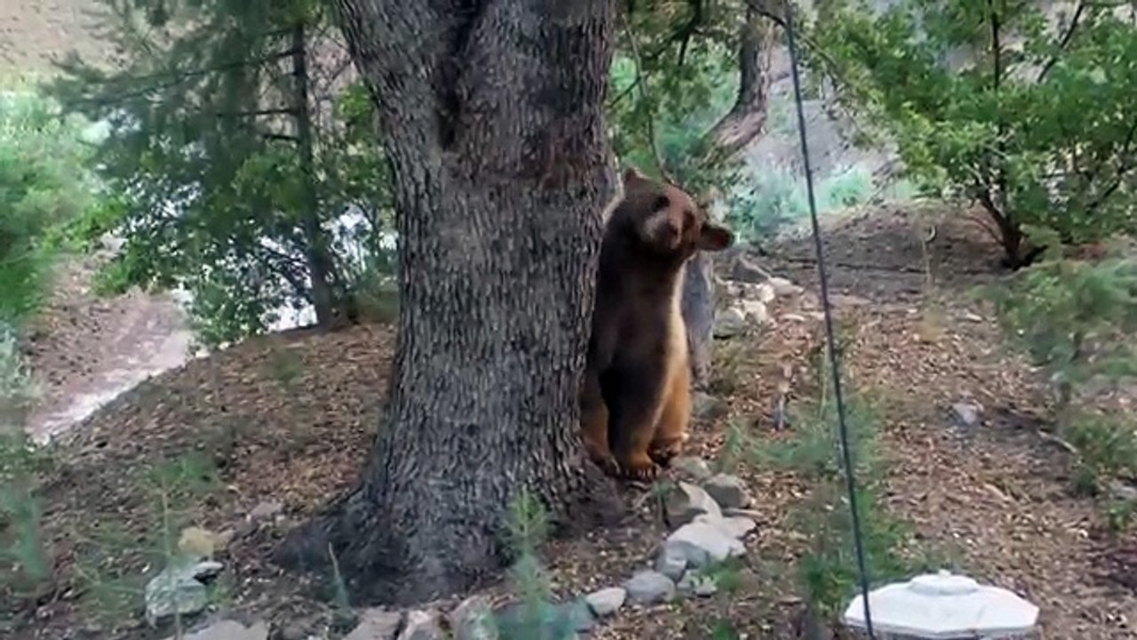 Mr. Bear Returns
