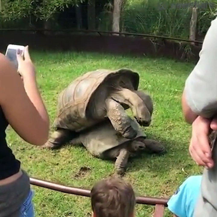 Doing it 'turtle style'