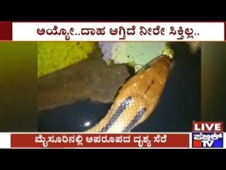 WATCH: Snake Drinking Water In A Trench Near House