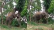 Video of Elephant picking a jackfruit from tree goes viral
