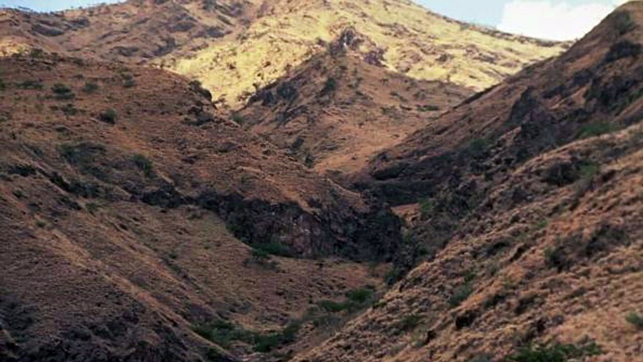 Wucharia Jackal