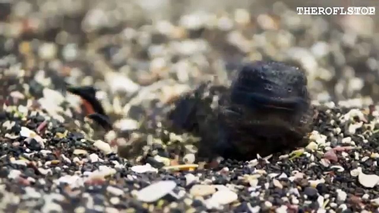 iguana39nin-yilanlarla-mucadelesi-izlemeye-deger