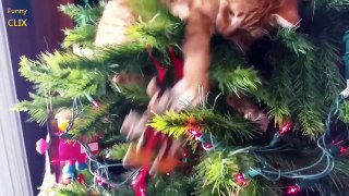 Cats vs. Christmas Trees Compilation 2016 - 2017 [NEW]