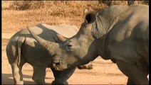 African Wildlife - ... Rhinocéros blanc Afrique du Sud ...