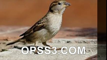 BIrds www.opss3.com 오피쓰 강서오피 강서건마