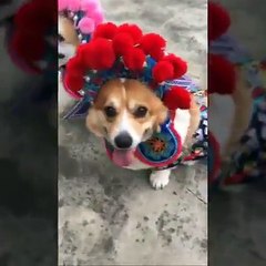 Tuồng - Võ Đông Sơn chia tay Bạch Thu Hà - -))