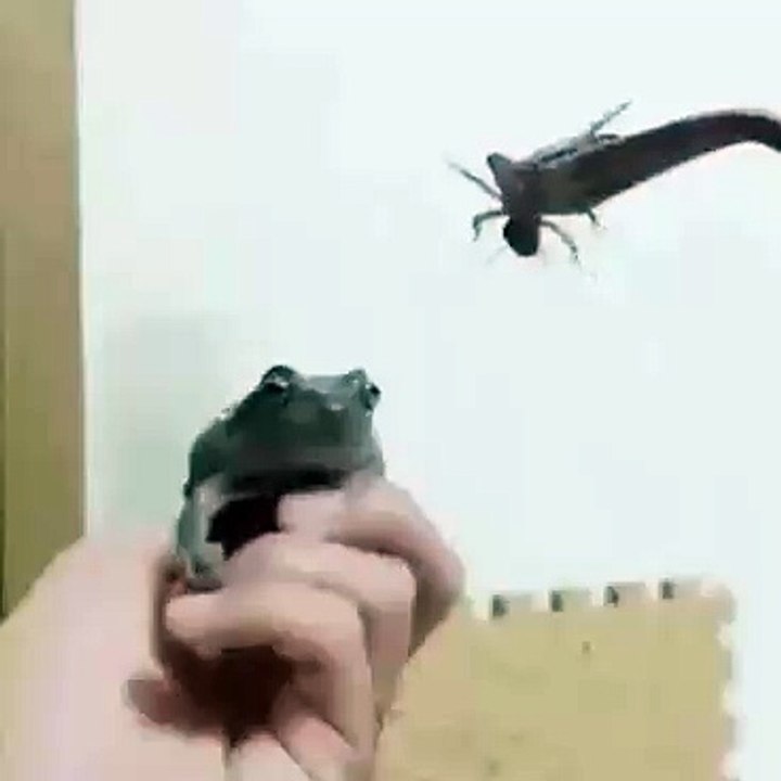 Sapo Passou Batido