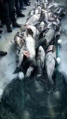 This Is Insane Fishing, Catching Fish, Fishing Techniques