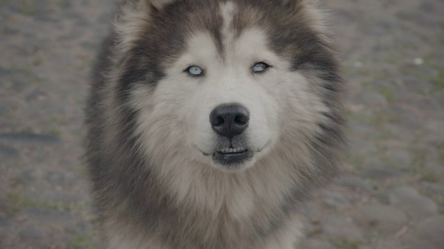 Dogs of South America