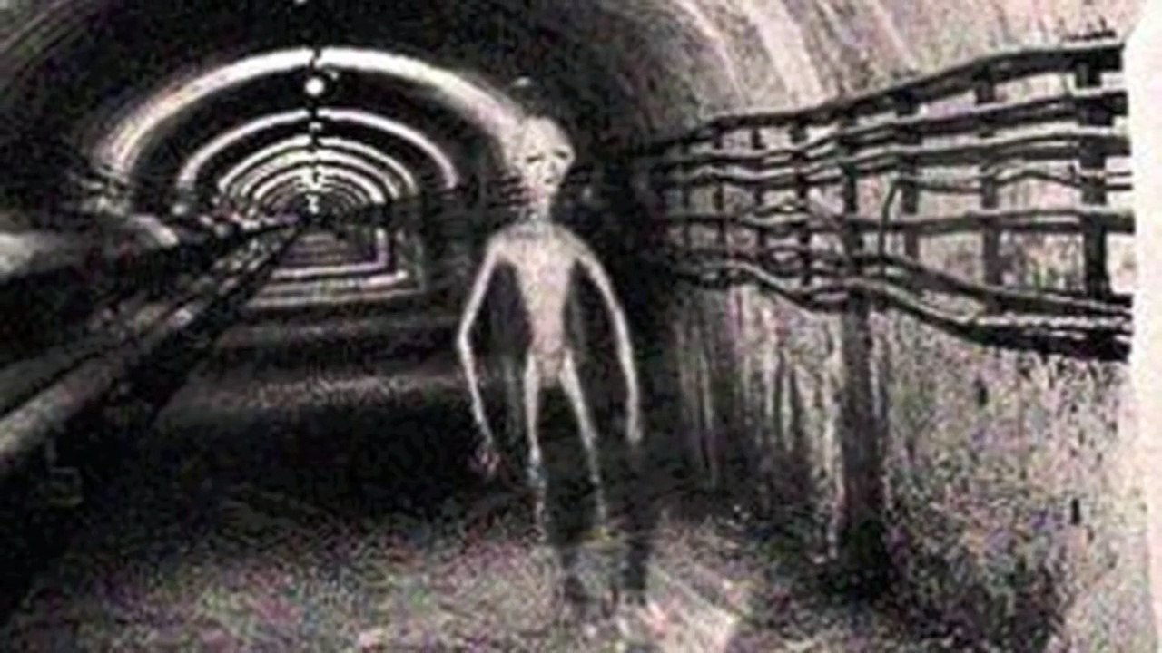 Unknown Creatures caught on Cmera