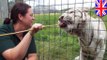 Harimau menyerang penjaga kebun binatang - Tomonews