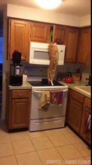 Quand ton chat est pret à tout pour avoir sa friandise...