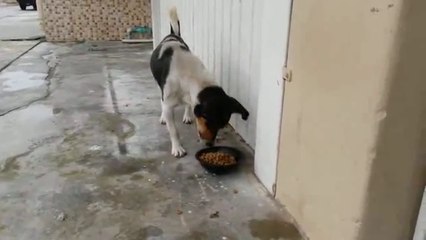 Ce chien ne fait confiance à personne, même pas à sa propre patte