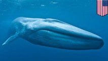 Evolusi ikan Paus menjadi hewan terbesar di planet ini - Tomonews